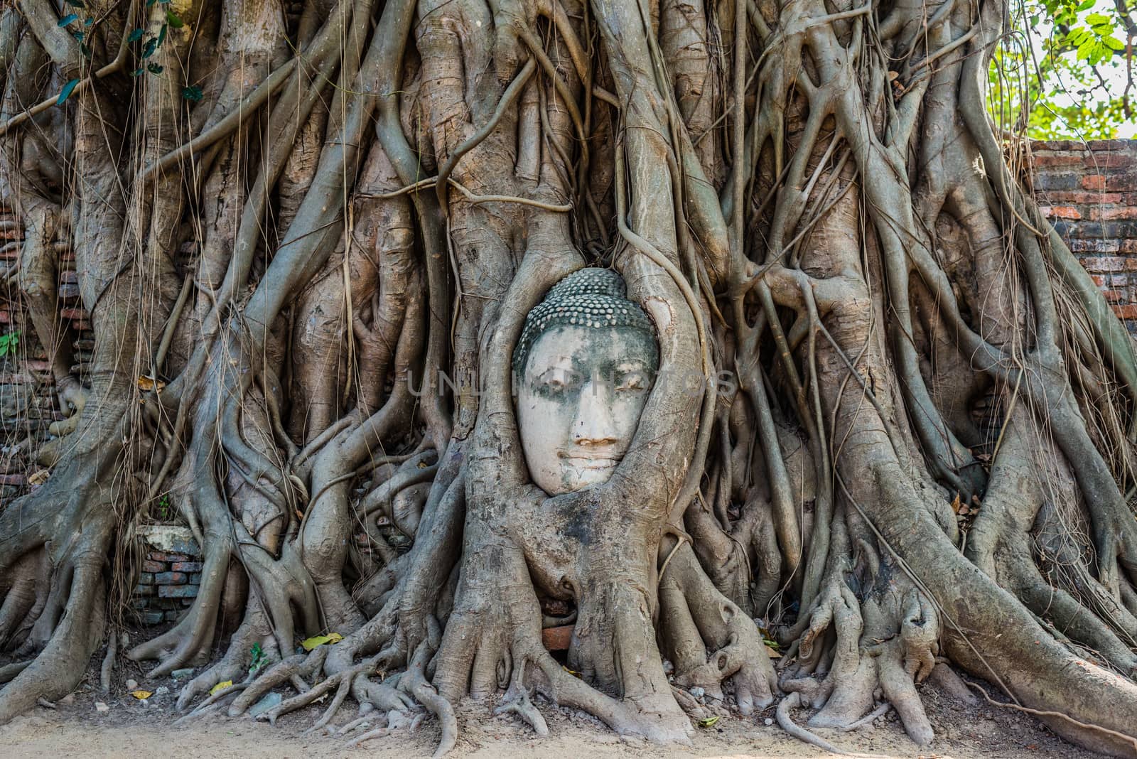 Buddha Head in banyan tree roots  Wat Mahatha Ayutthaya bangkok thailand
