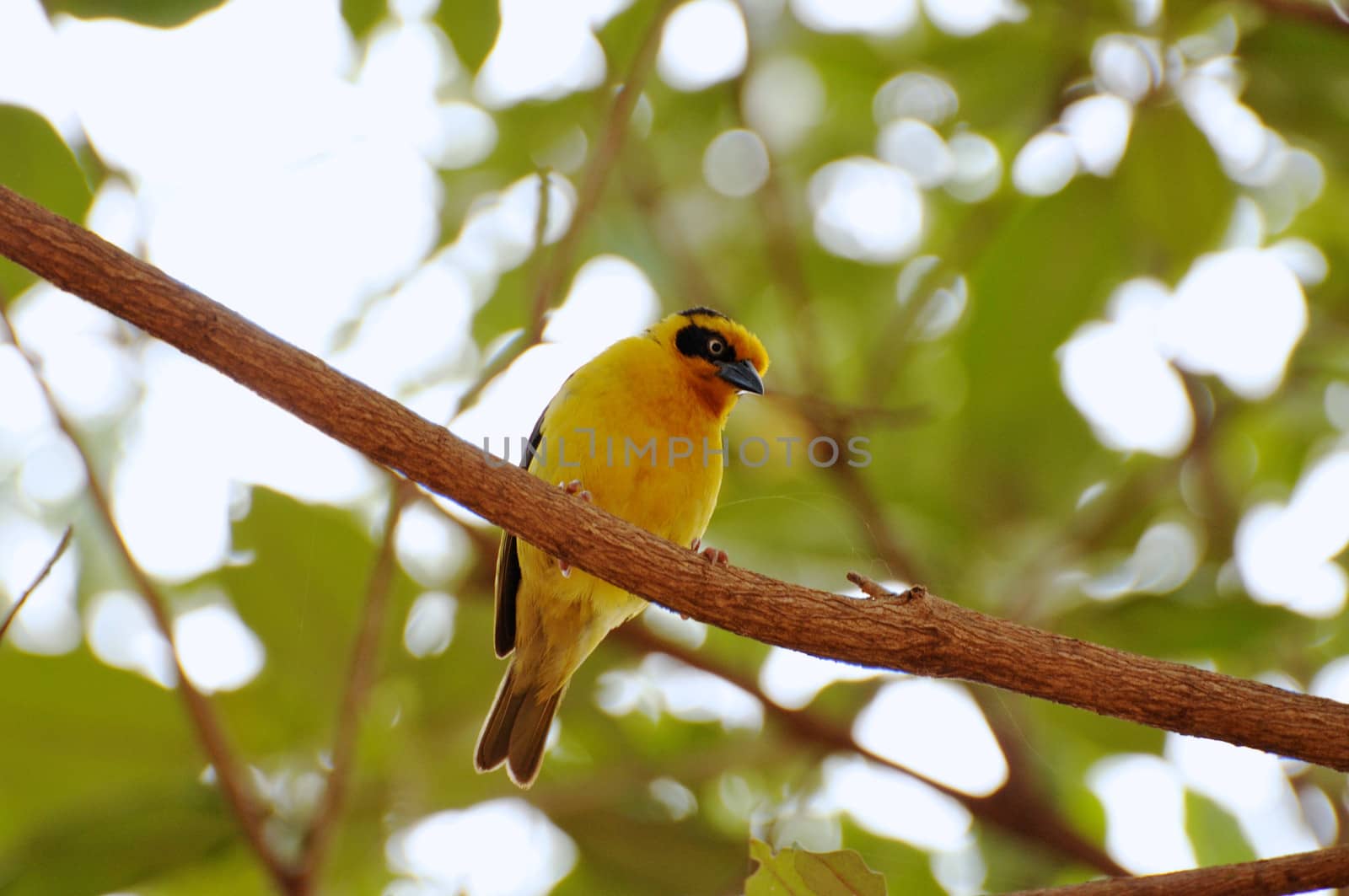 Birds of tanzania from different places