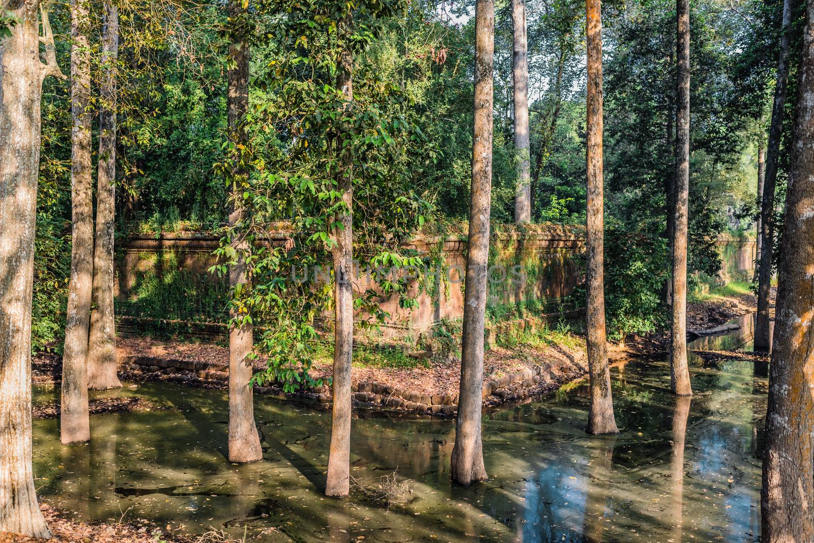 trees moat angkor thom cambodia by PIXSTILL