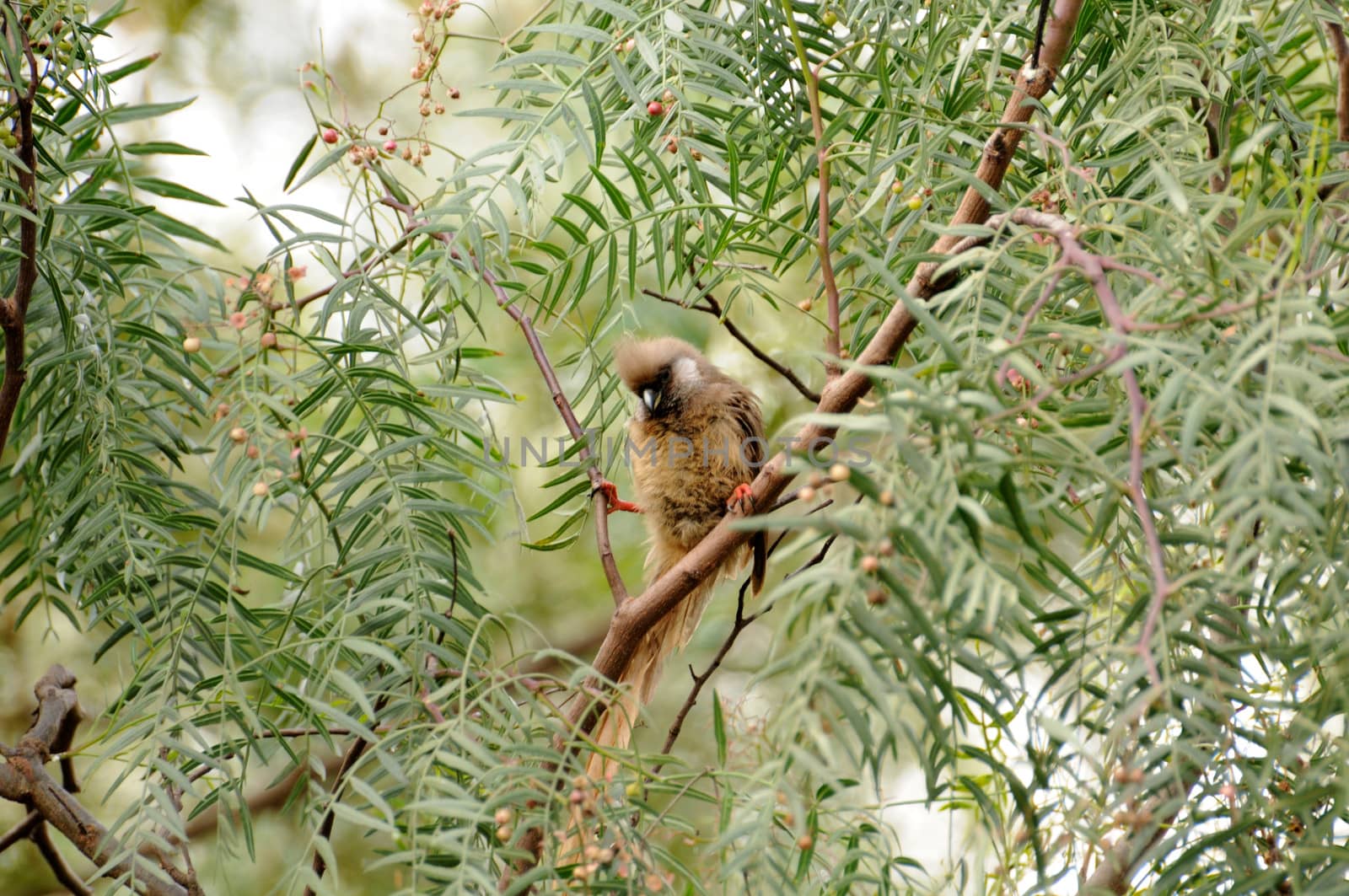 Birds of tanzania from different places