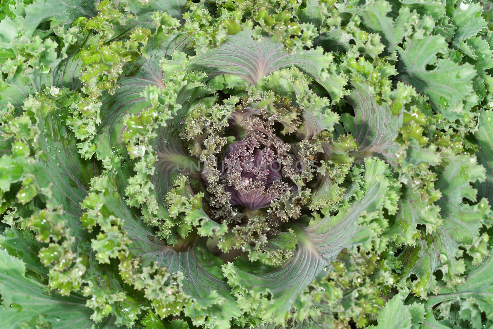 Close-up of decorative cabbage in the garden