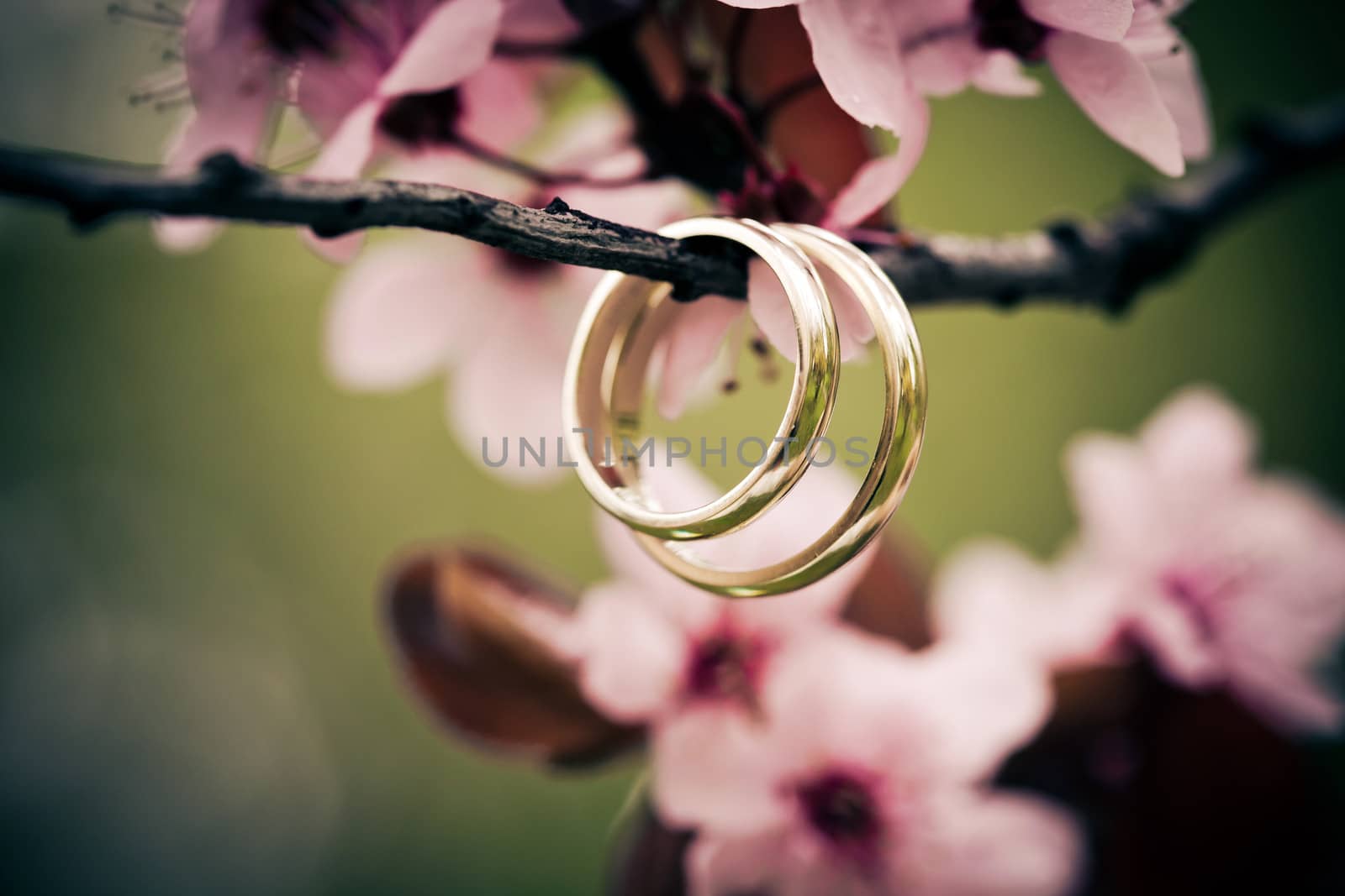 Wedding rings closeup with pink cherry flowers