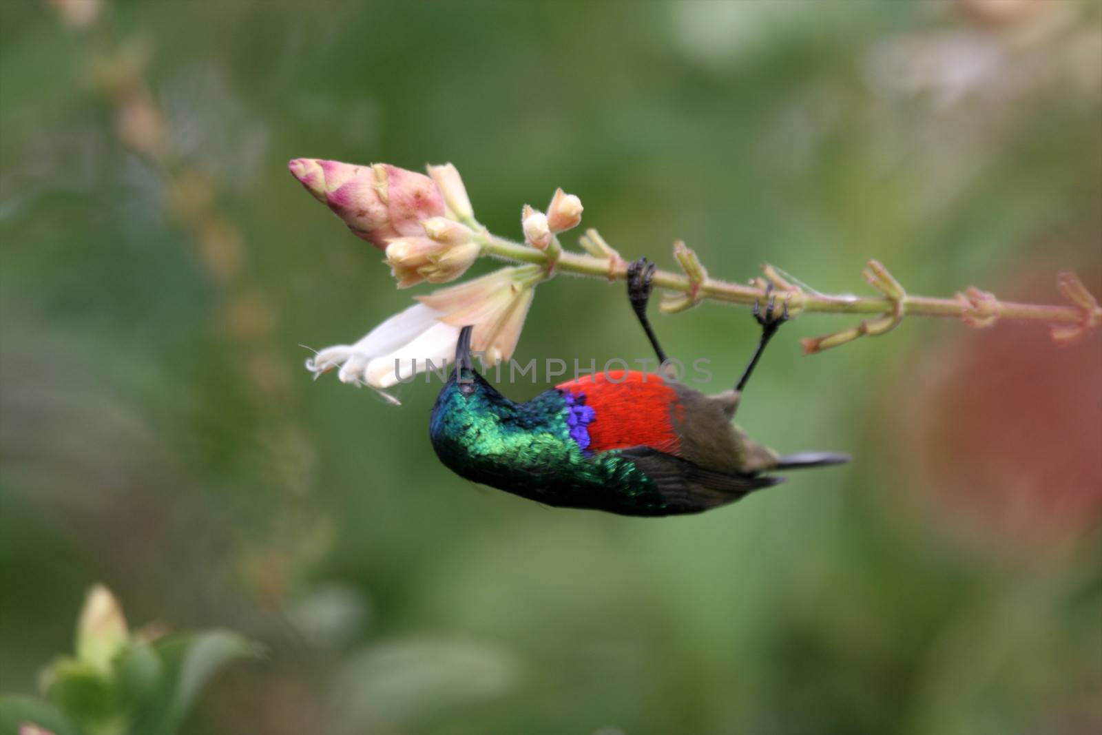 Birds of tanzania from different places