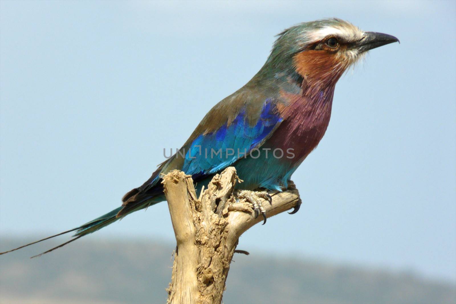 Birds of tanzania from different places