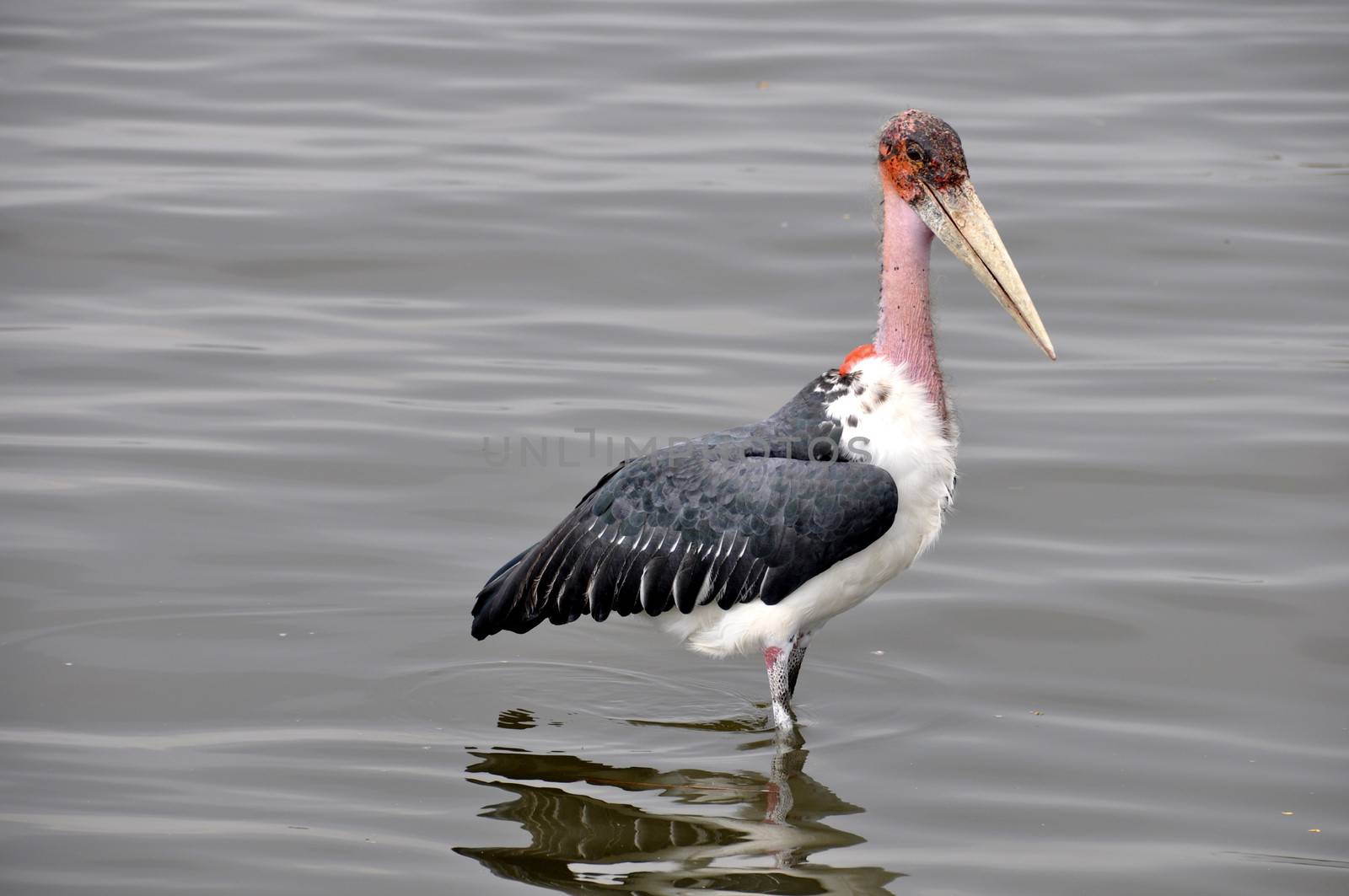 Birds of tanzania from different places