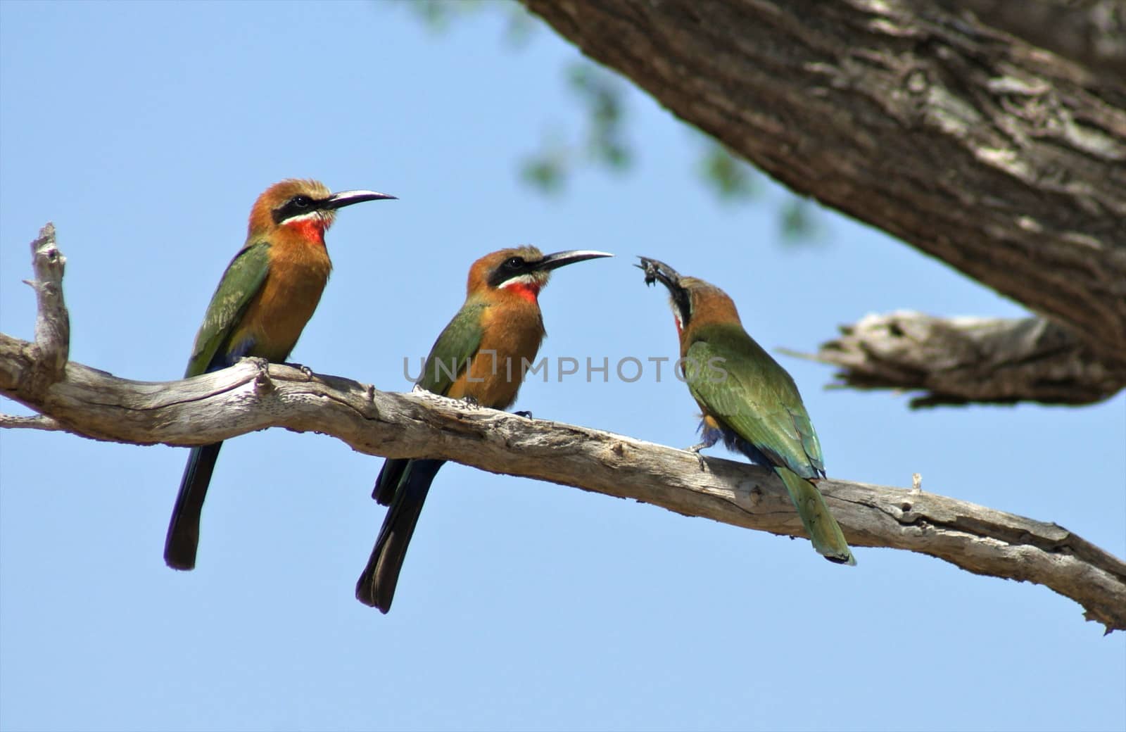 Birds of tanzania by moizhusein