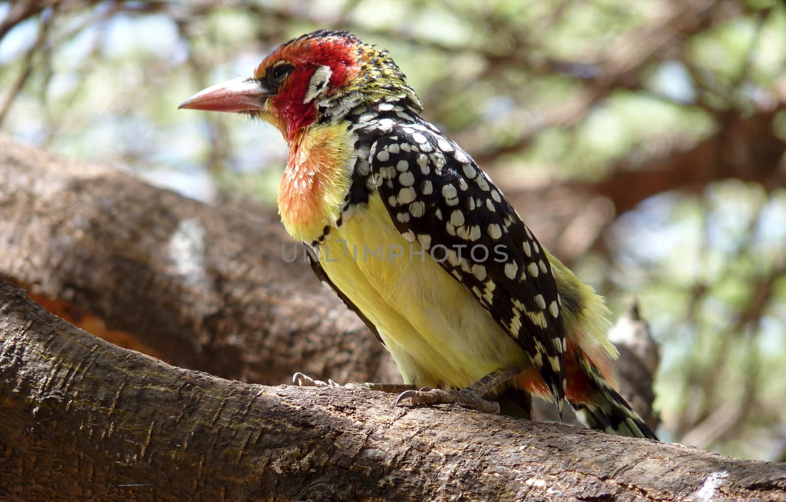 Birds of tanzania from different places