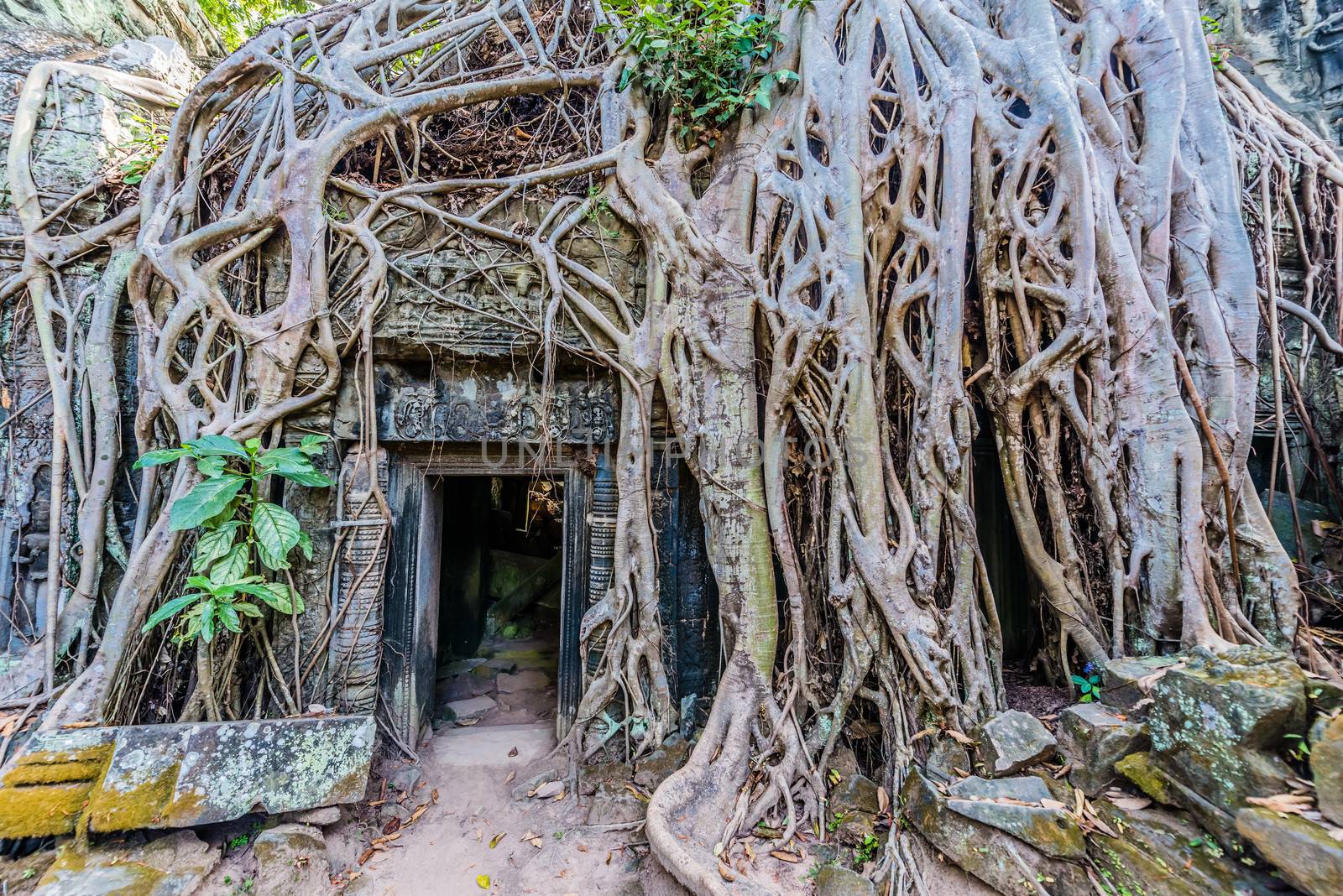 tree roots around door at ta prohm angkor wat cambodia