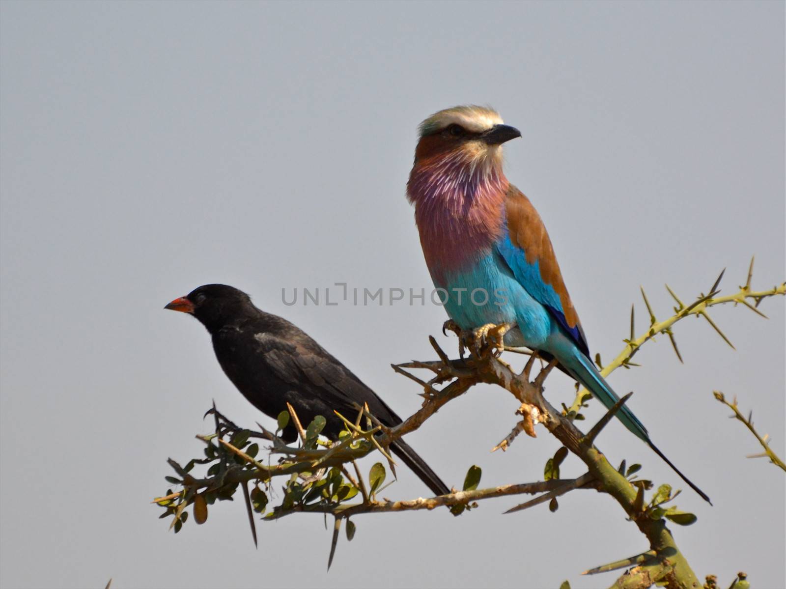 birds of tanzania by moizhusein