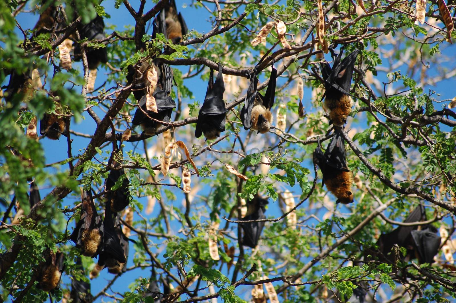 Birds of tanzania