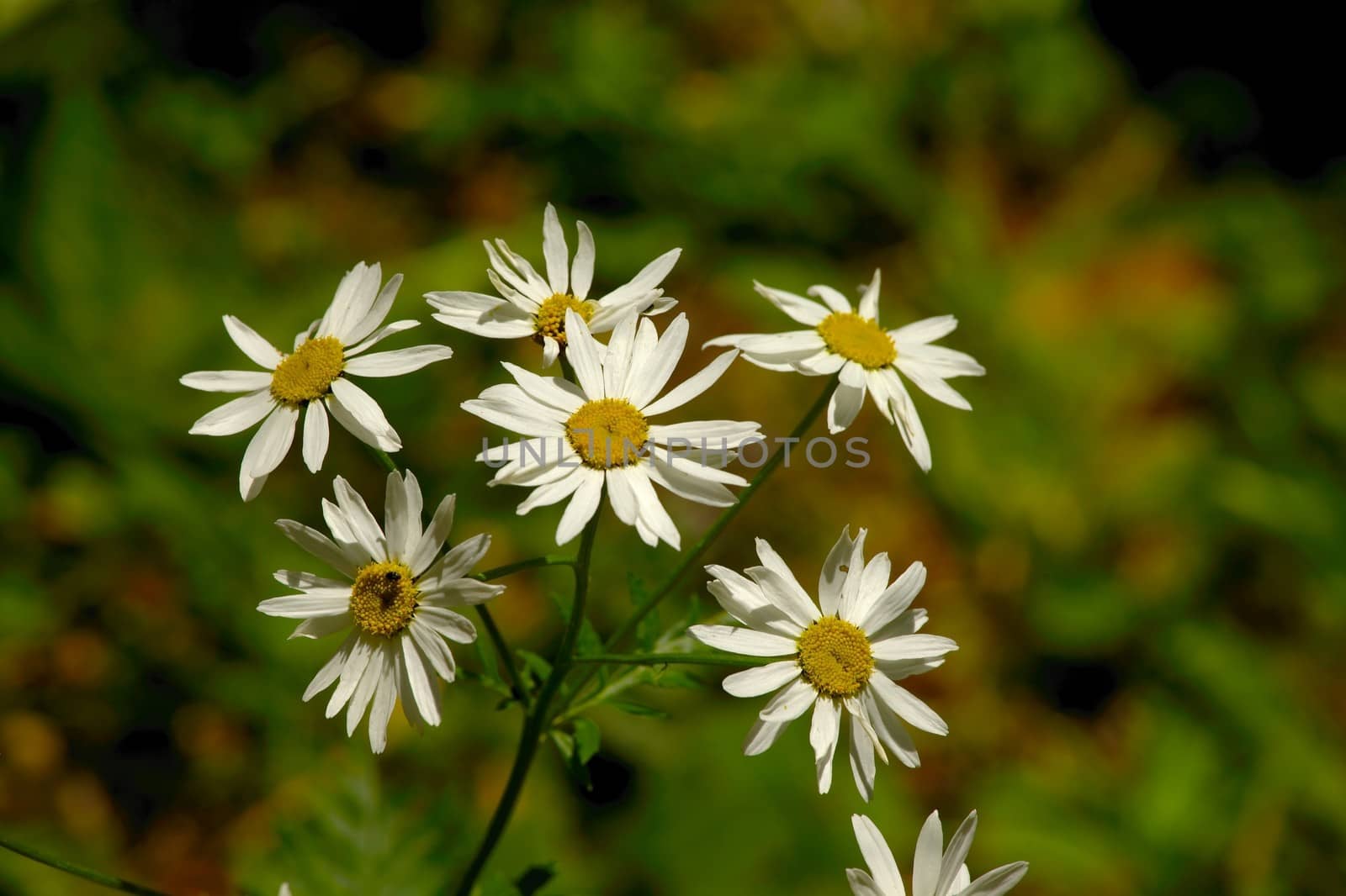 Spring flowers growing in the wild