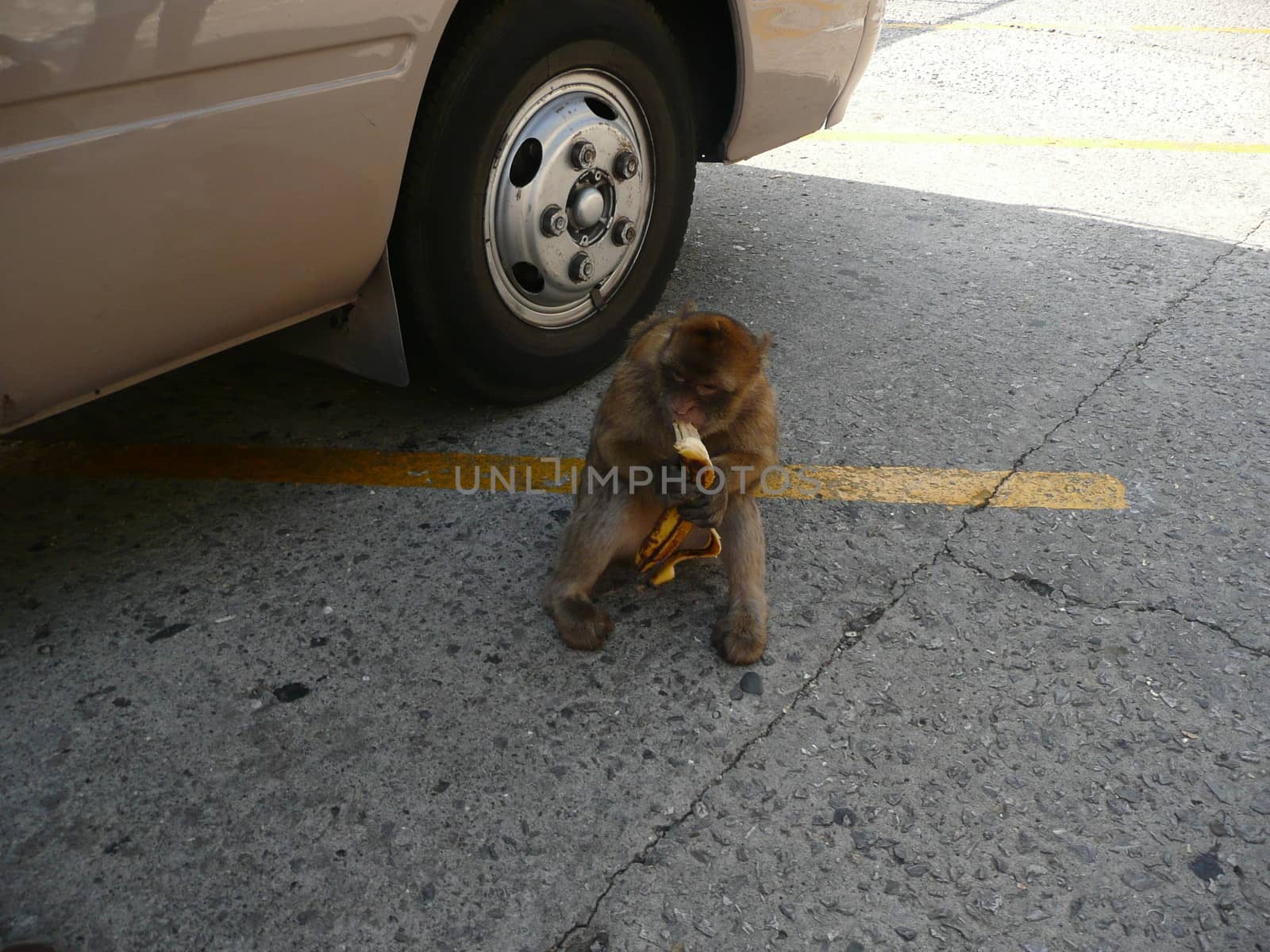 monkey eating banana in the street