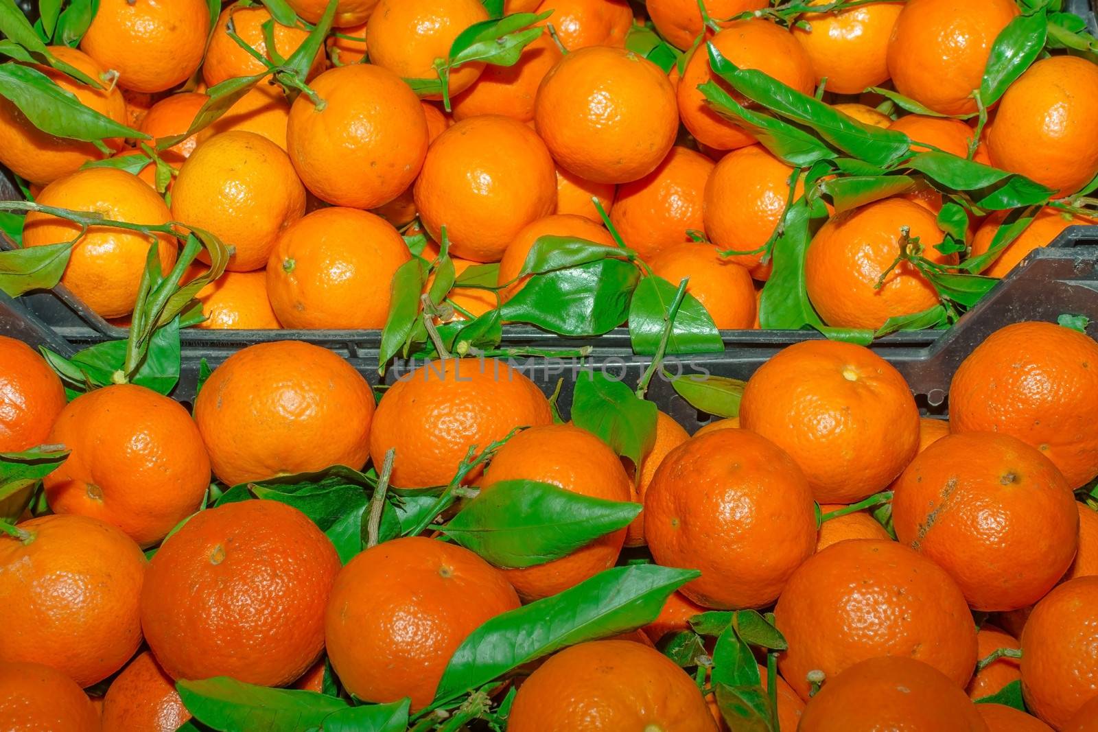 Bunch of fresh tangerines oranges on market