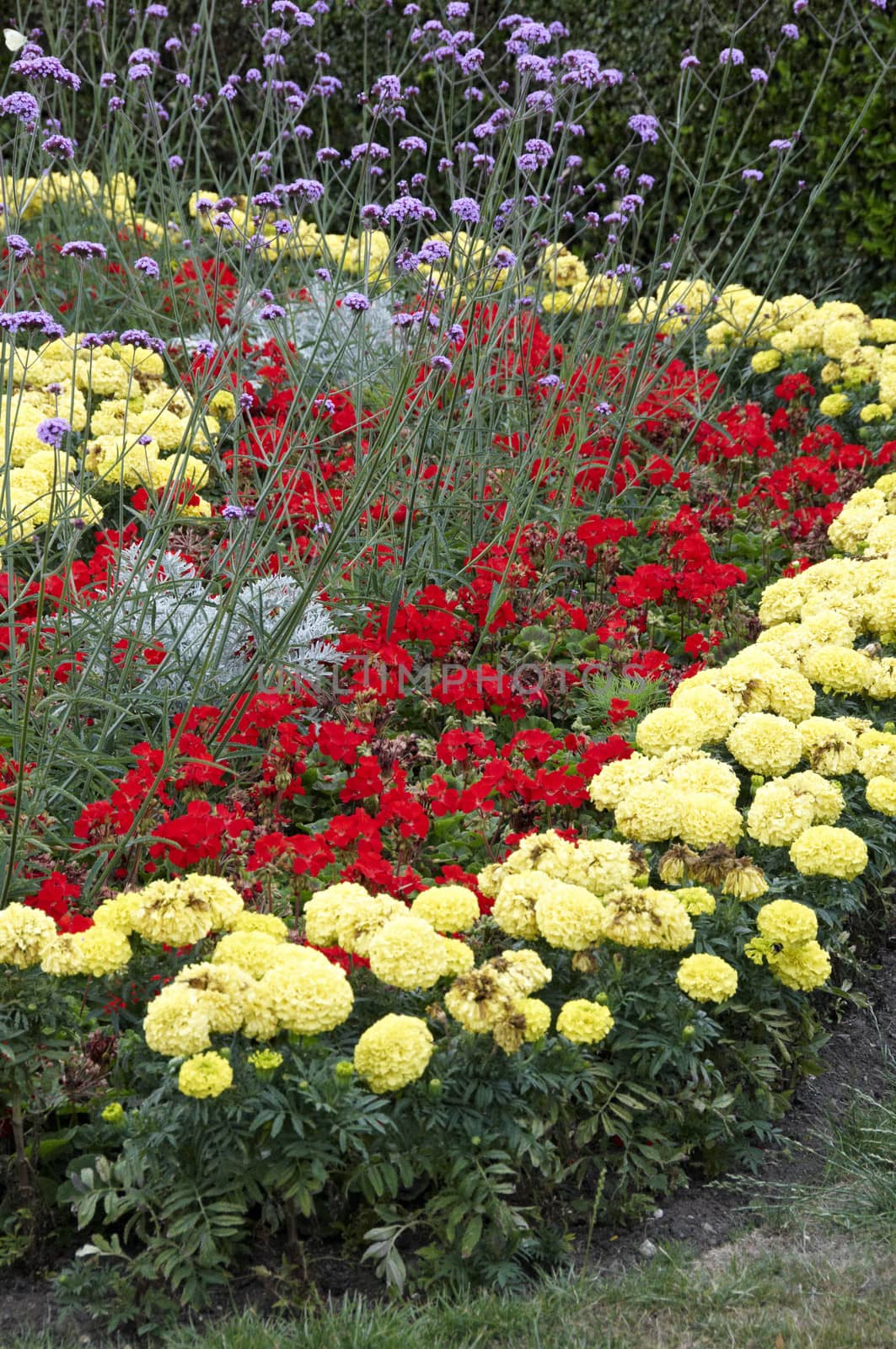 A summer flower bed with yellow and red flowese
