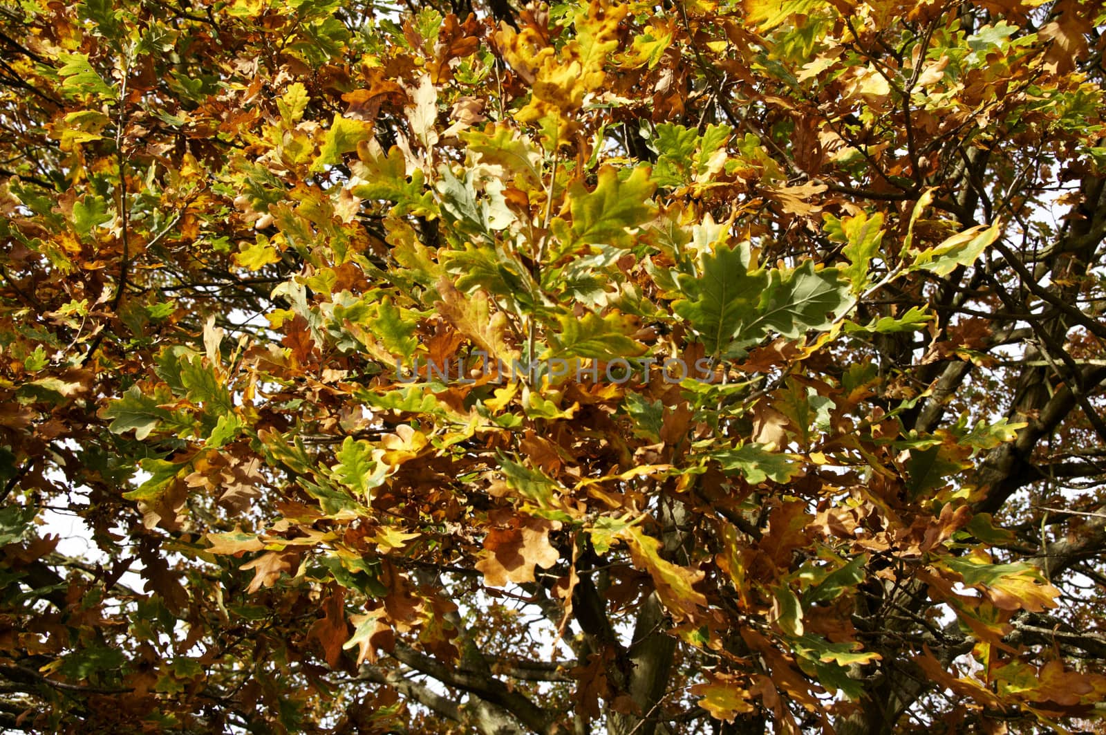 Autmn leaves on the tree.