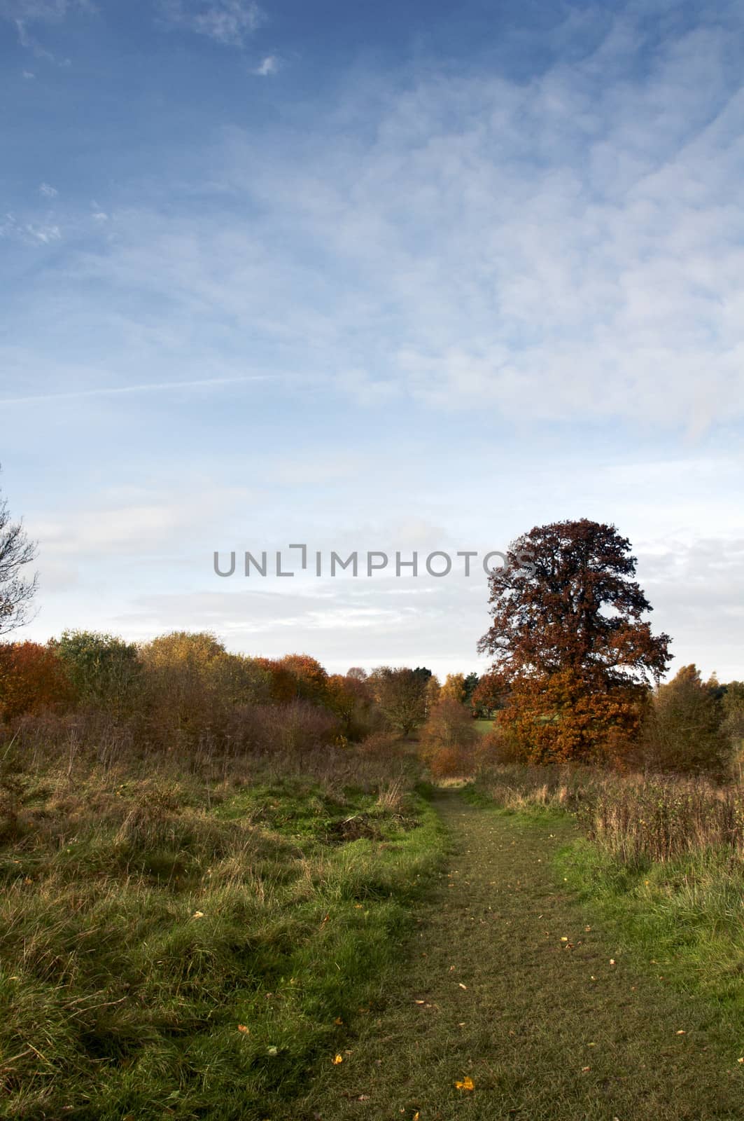 A view of a park in autumn with overcast sky
