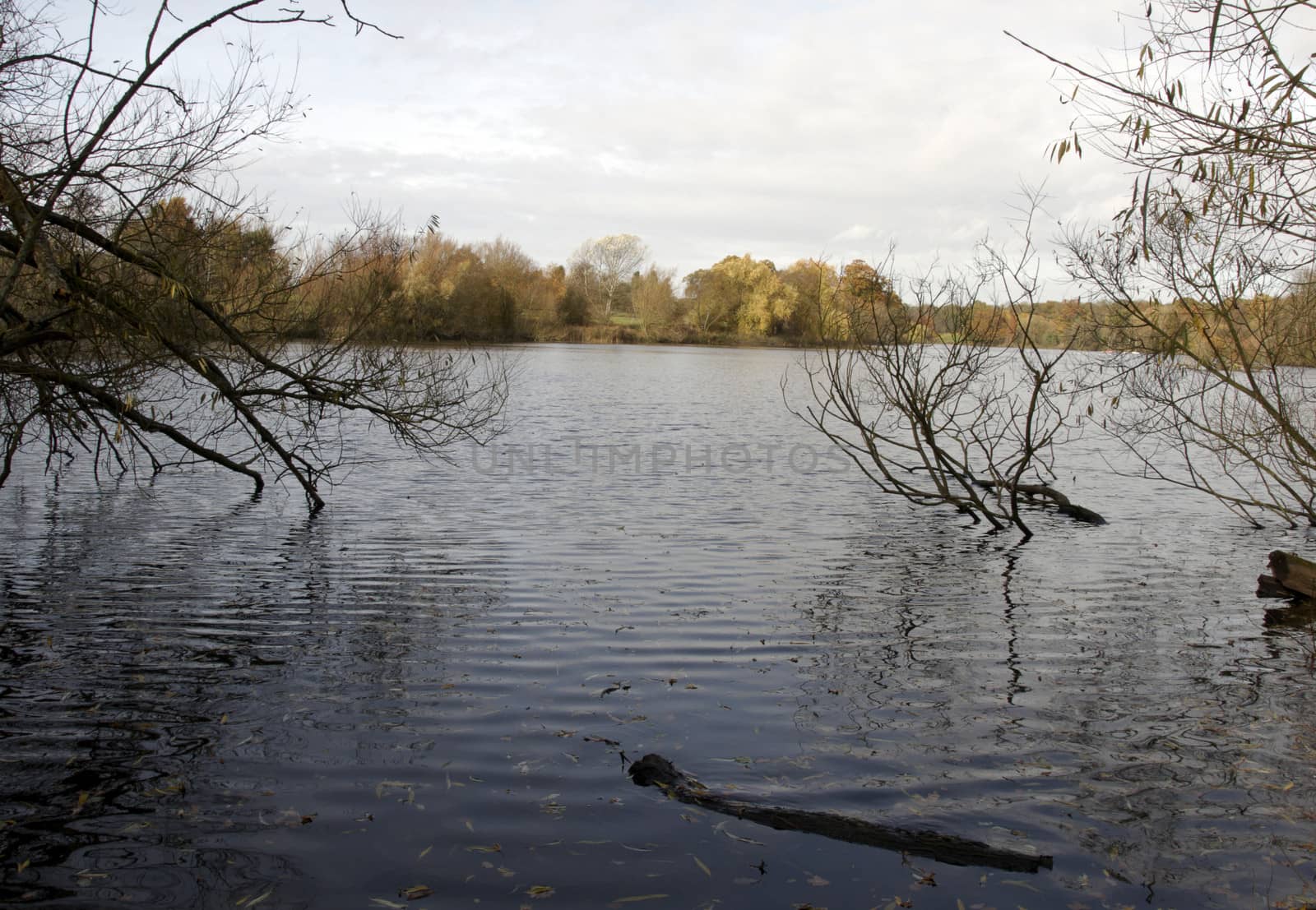 A view of trees across a lake