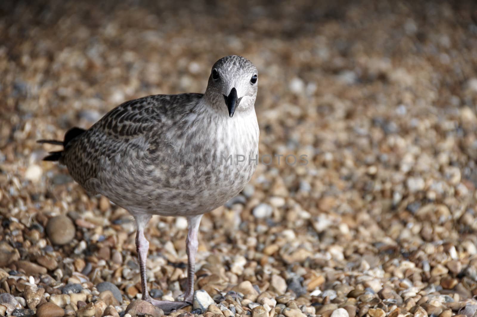 A sea gull standing on a pebble beach