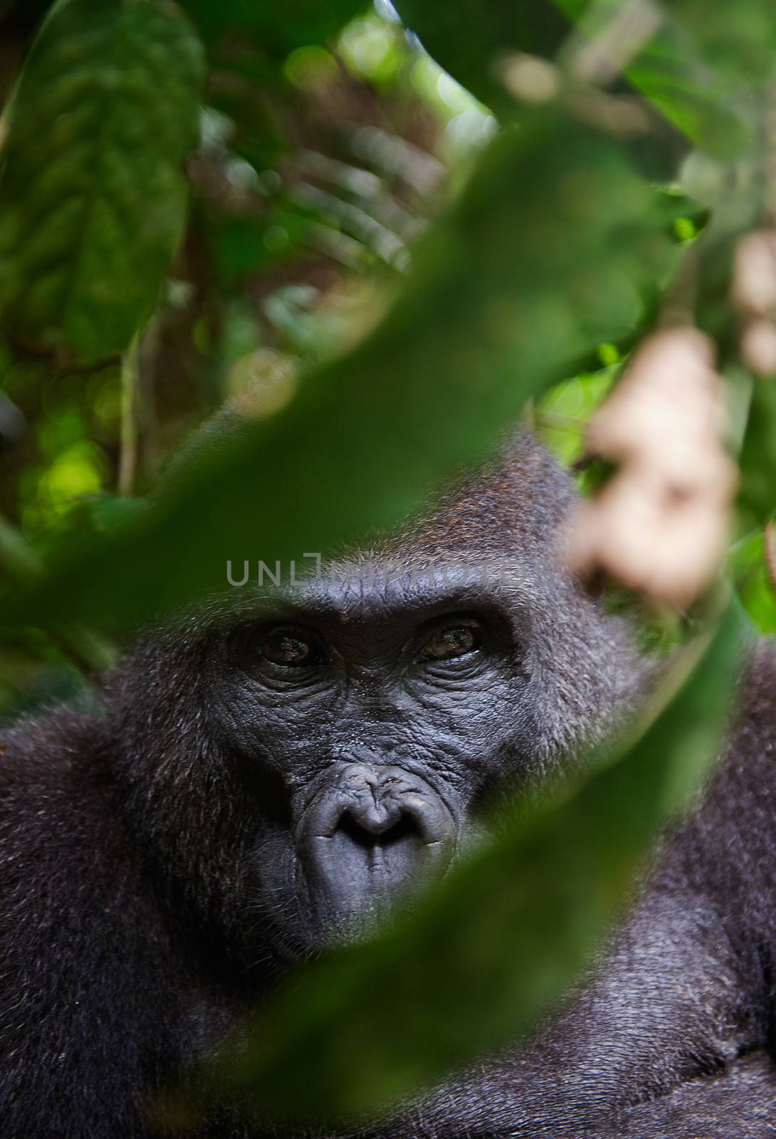 Portrait of a female of The western lowland gorilla (Gorilla gorilla gorilla) close up at a short distance. Democratic Republic of Congo. Africa