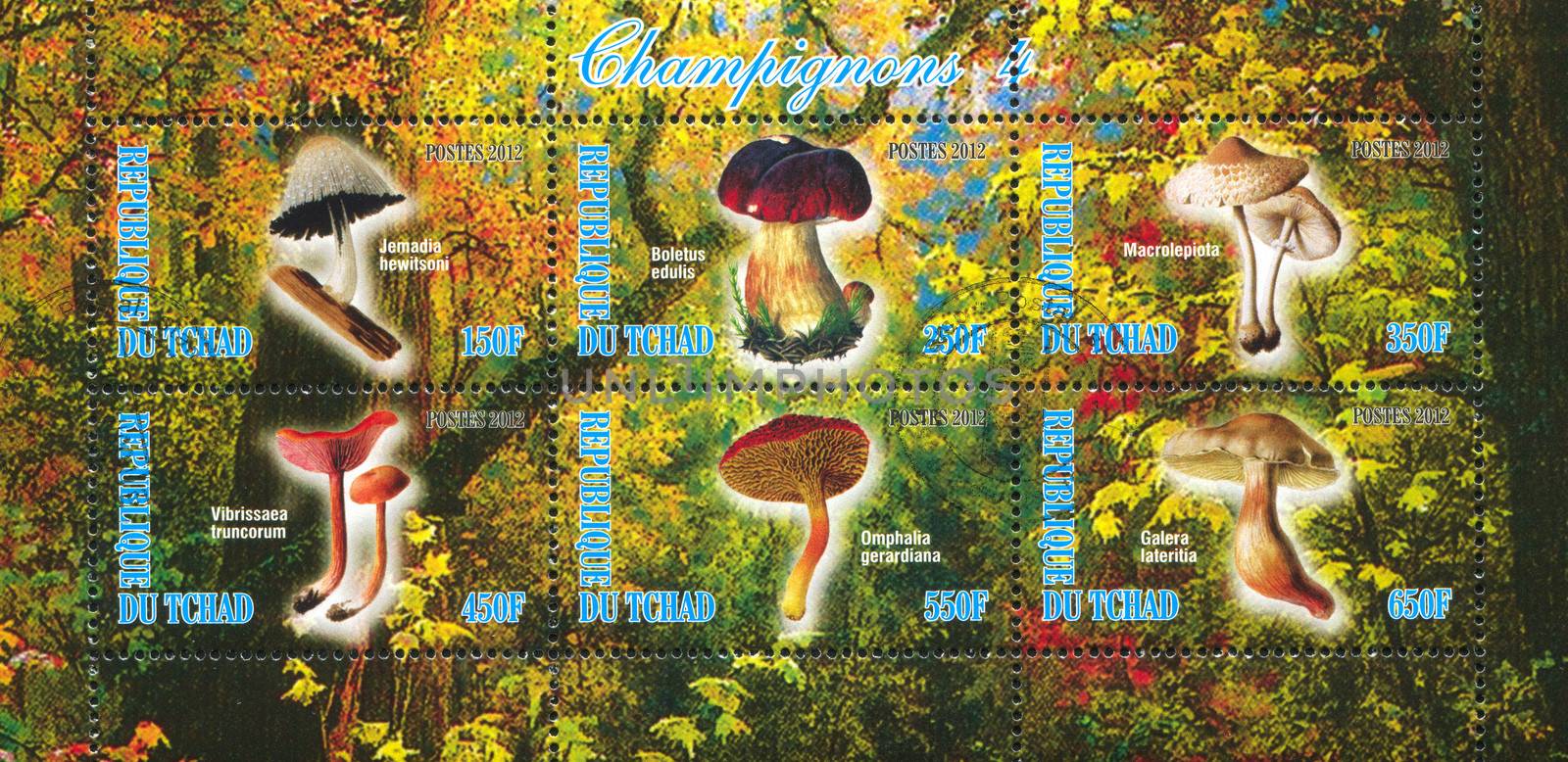 mushroom by rook
