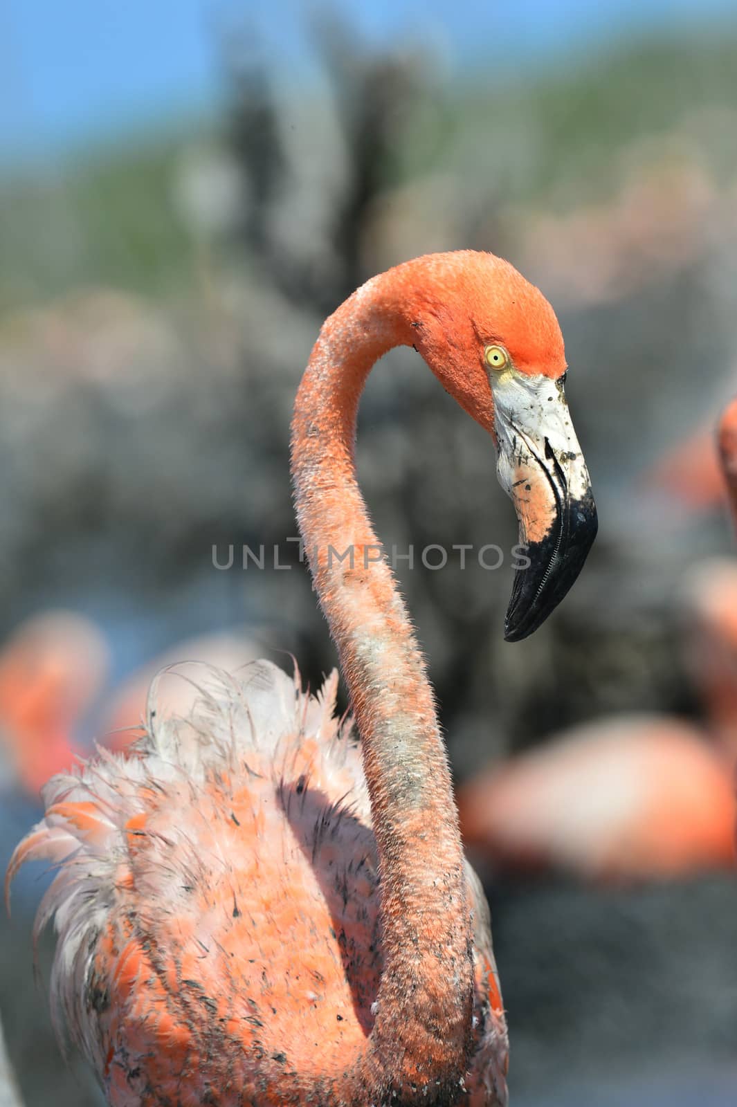 Portrait of the Caribbean flamingo. A portrait of the Caribbean flamingo on a nest. Close up