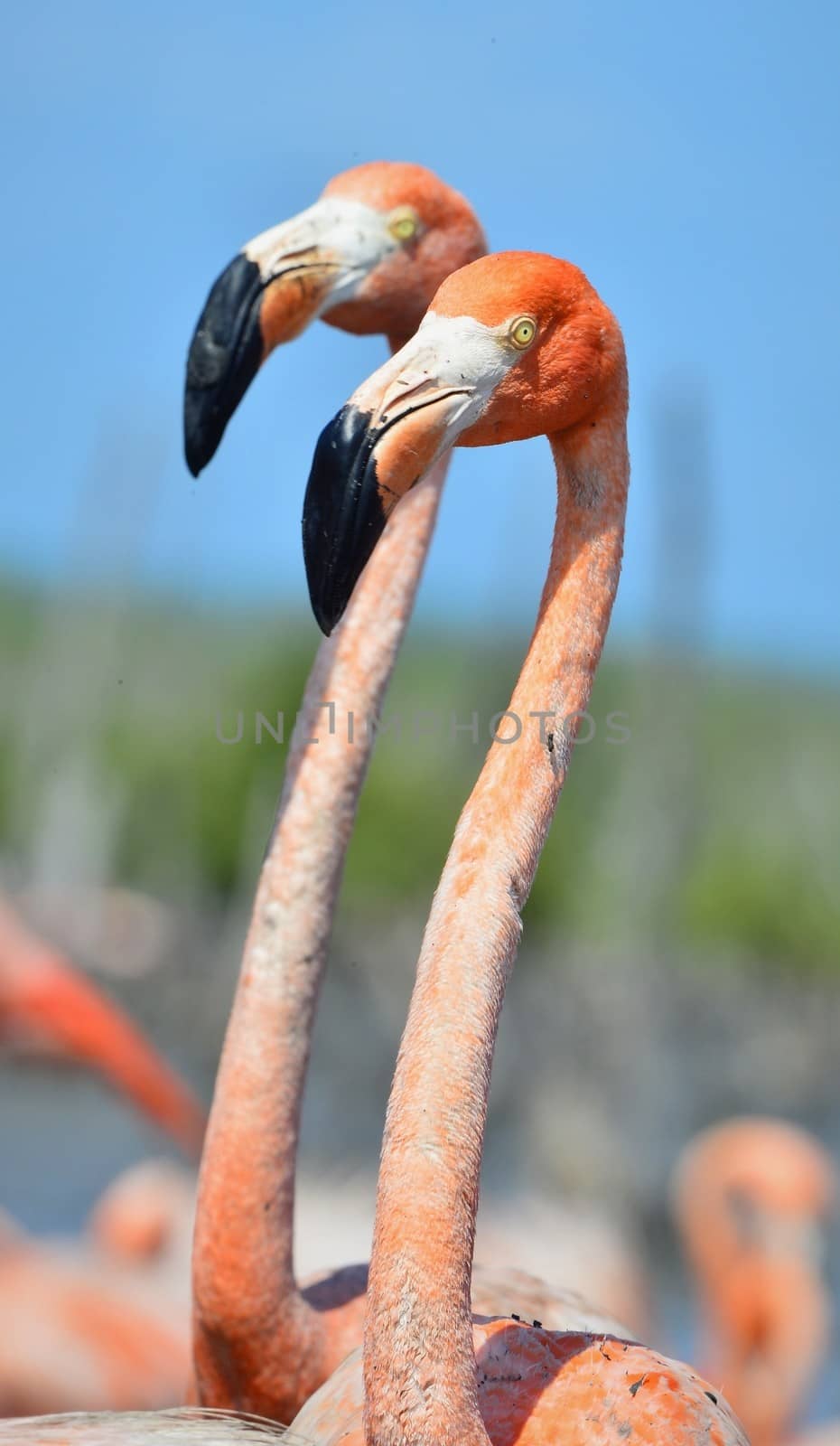 Portrait of the two Caribbean flamingo. A portrait of the Caribbean flamingo in bird colony. 