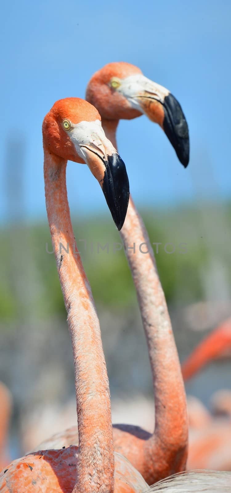 Portrait of the two Caribbean flamingo. A portrait of the Caribbean flamingo in bird colony. 