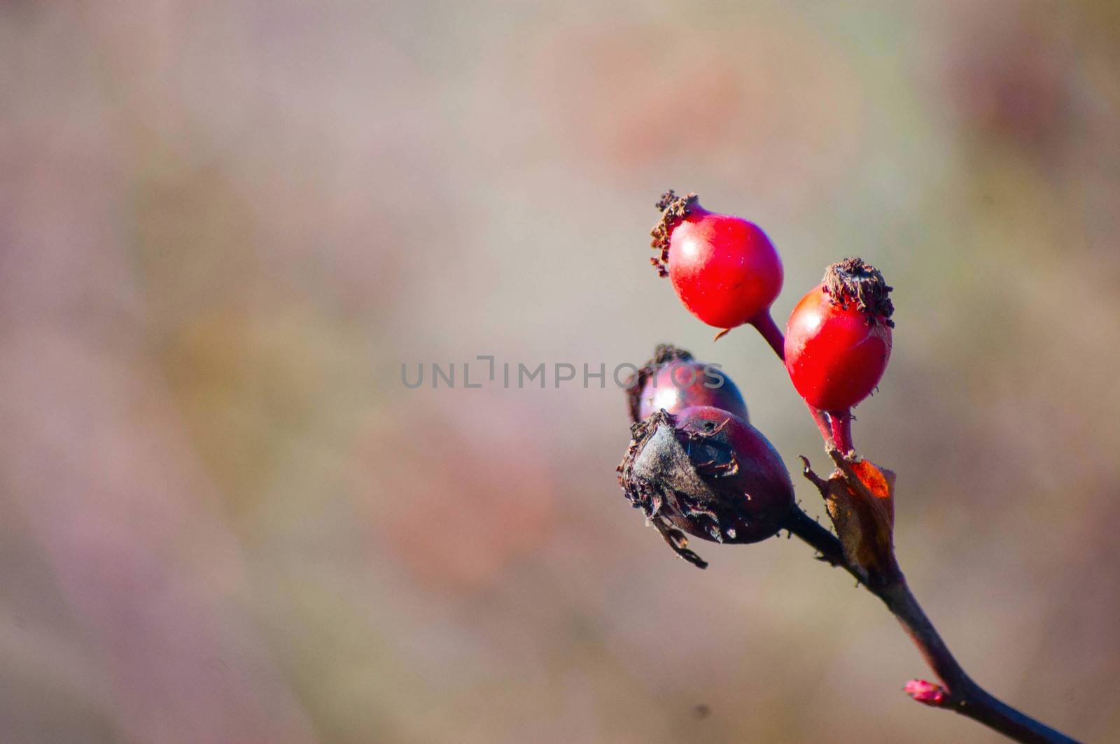 Wild berry in nature background