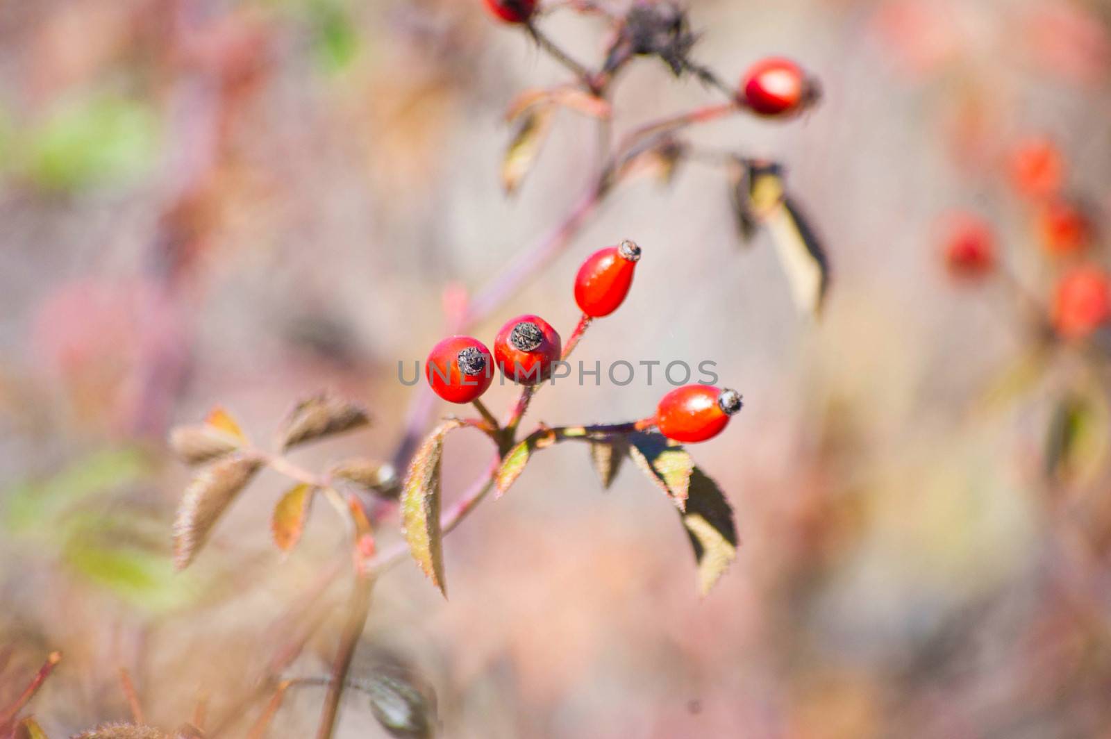 Wild berry in nature by Caracarafoto