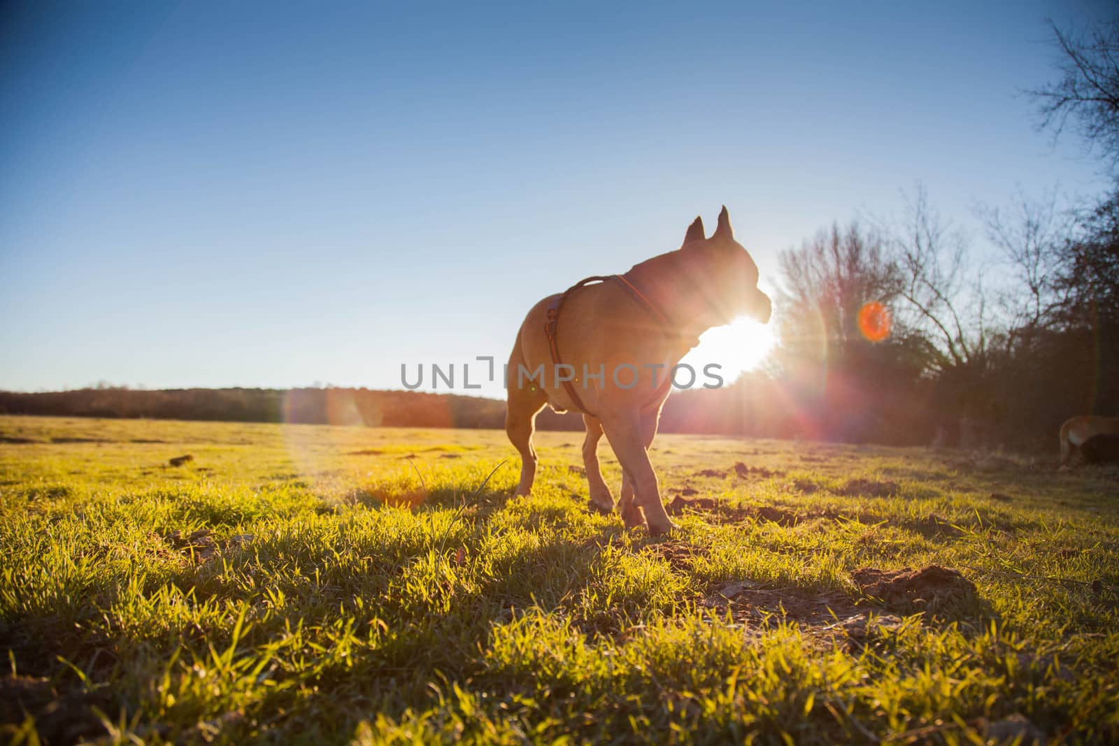 Strong dog walking free in meadow