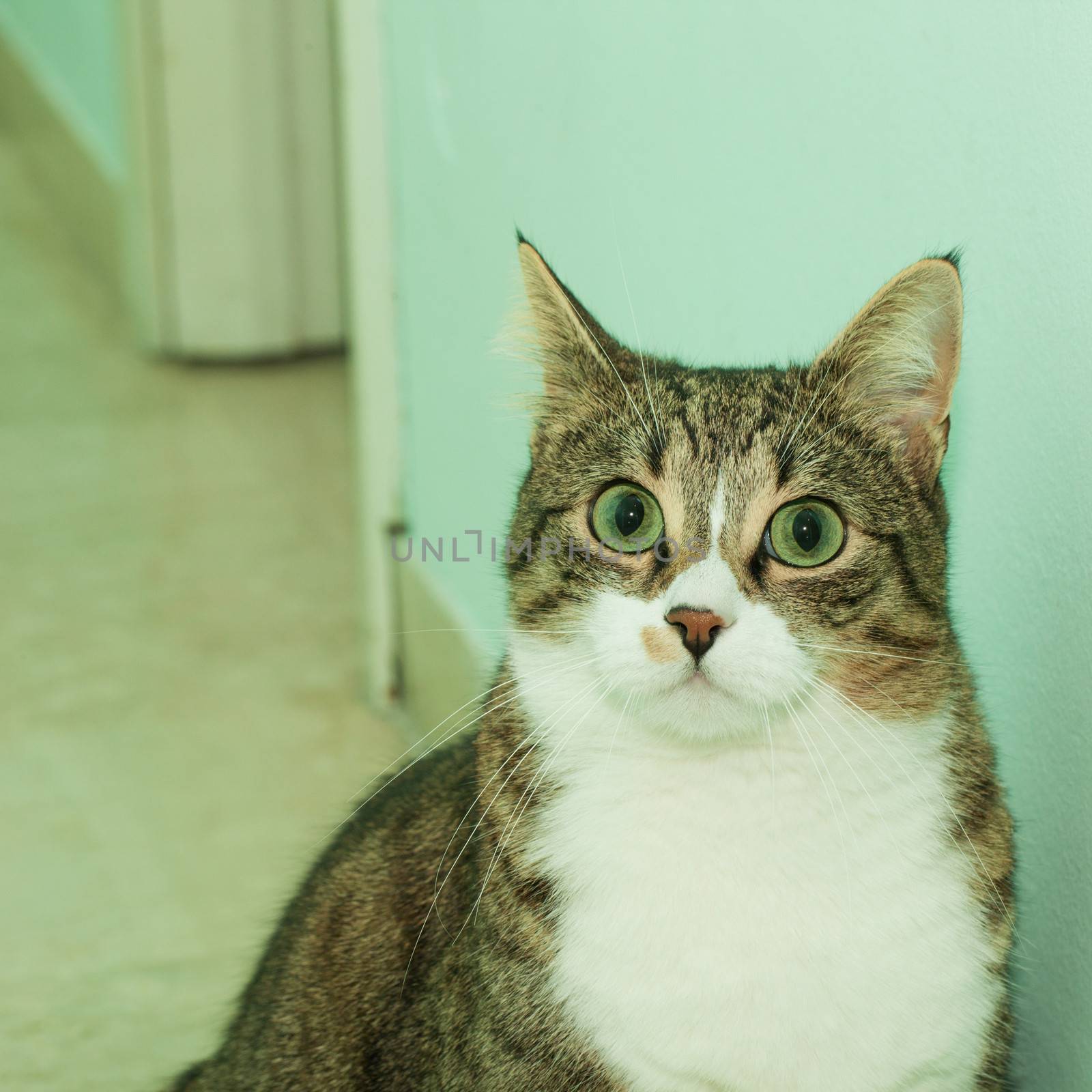 Surprised green eyed cat in close up