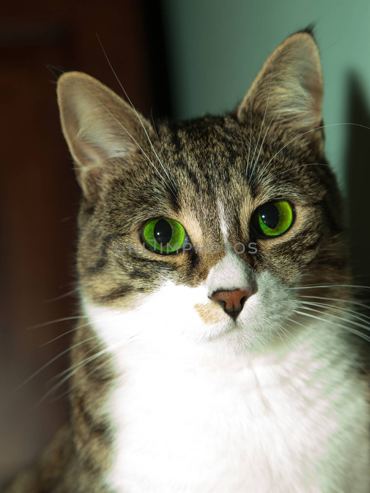 Green-eyed cat, close up of face