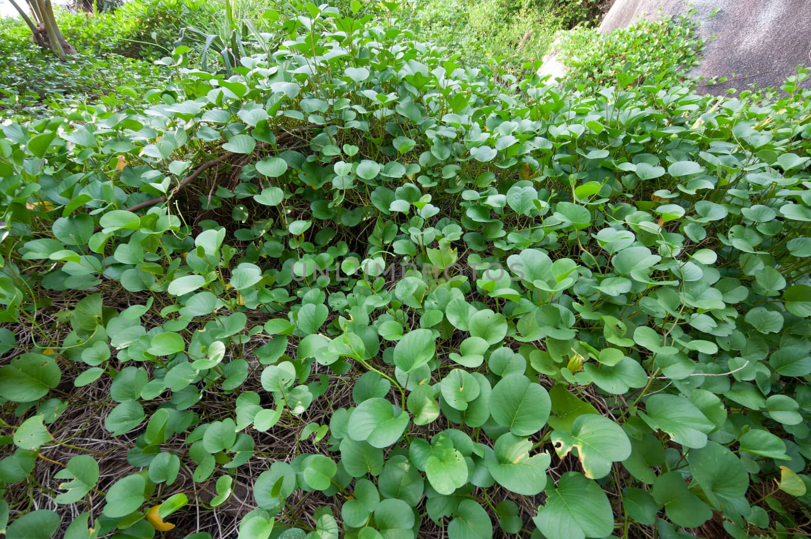 closed up plant on a beach , Thailand