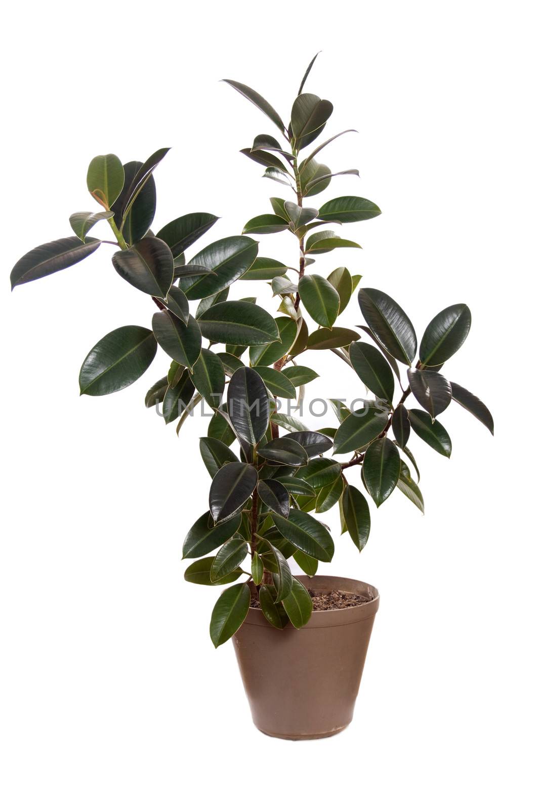 Ficus Melany in flower pot. Plant in a pot. Isolated on white background.