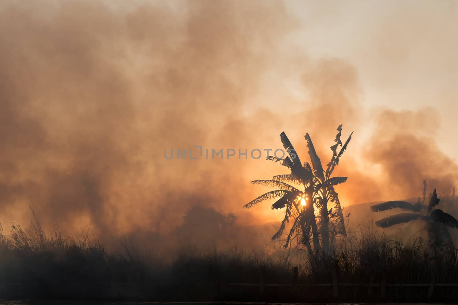 Fire and smoke on tropical fields by iryna_rasko