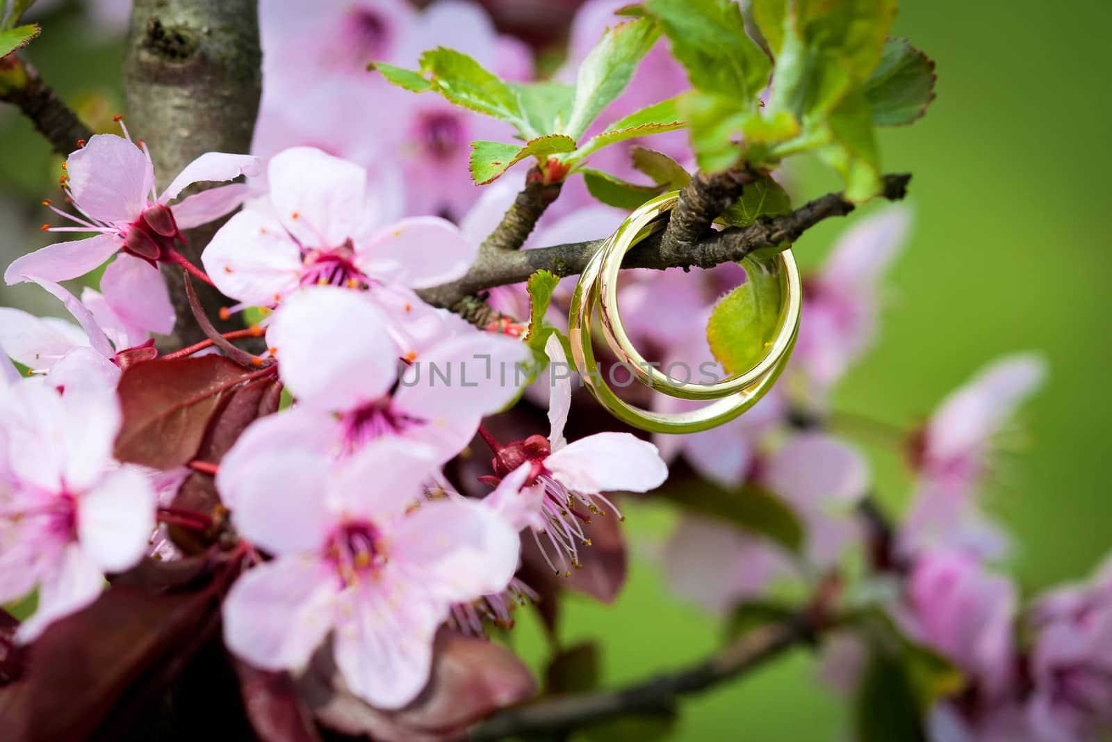 Wedding rings closeup with pink cherry flowers