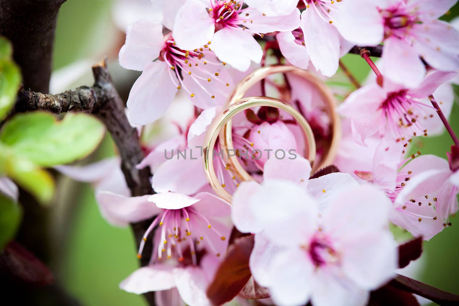 Wedding rings closeup with pink cherry flowers