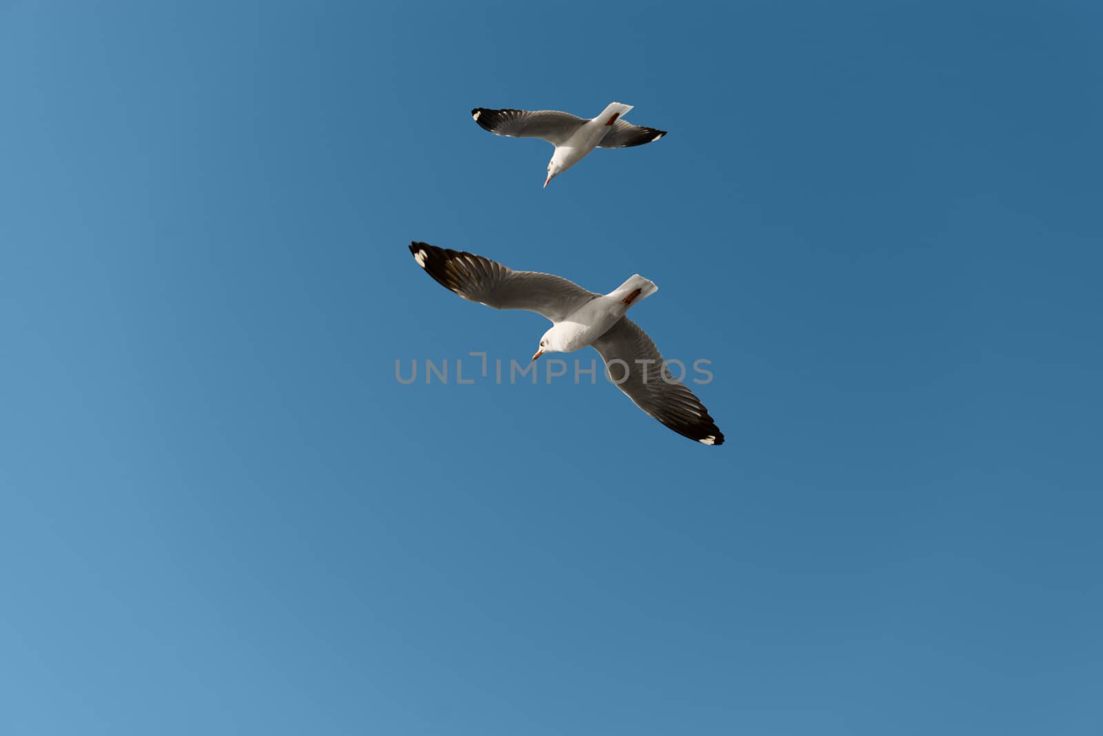 Two white seagulls fly in the bright blue sky 
