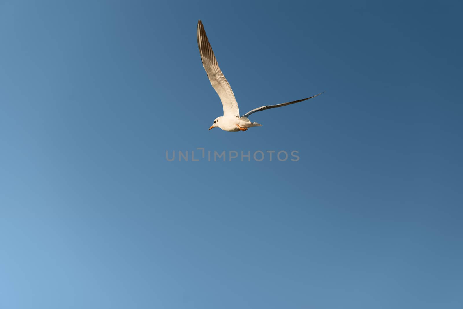 White seagull fly in the bright blue sky 