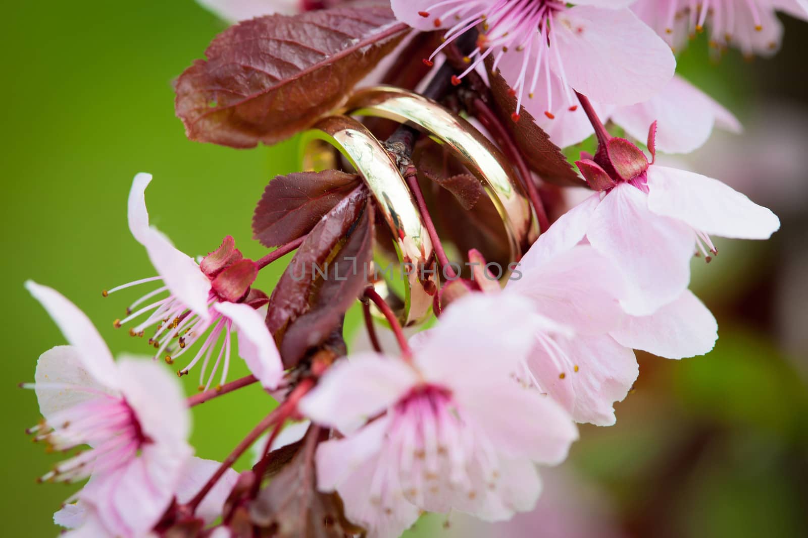 Wedding rings closeup with pink cherry flowers