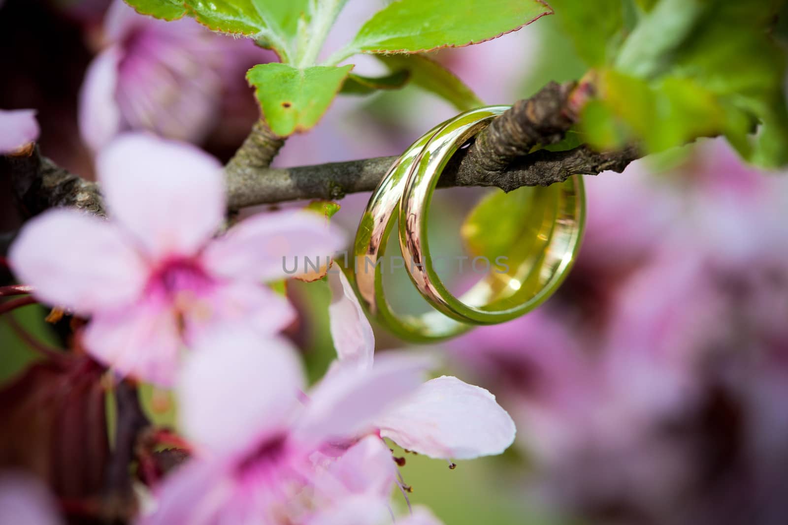 Wedding rings closeup with pink cherry flowers