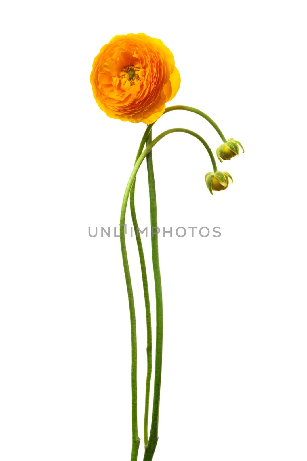 Beautiful yellow flower on a white background