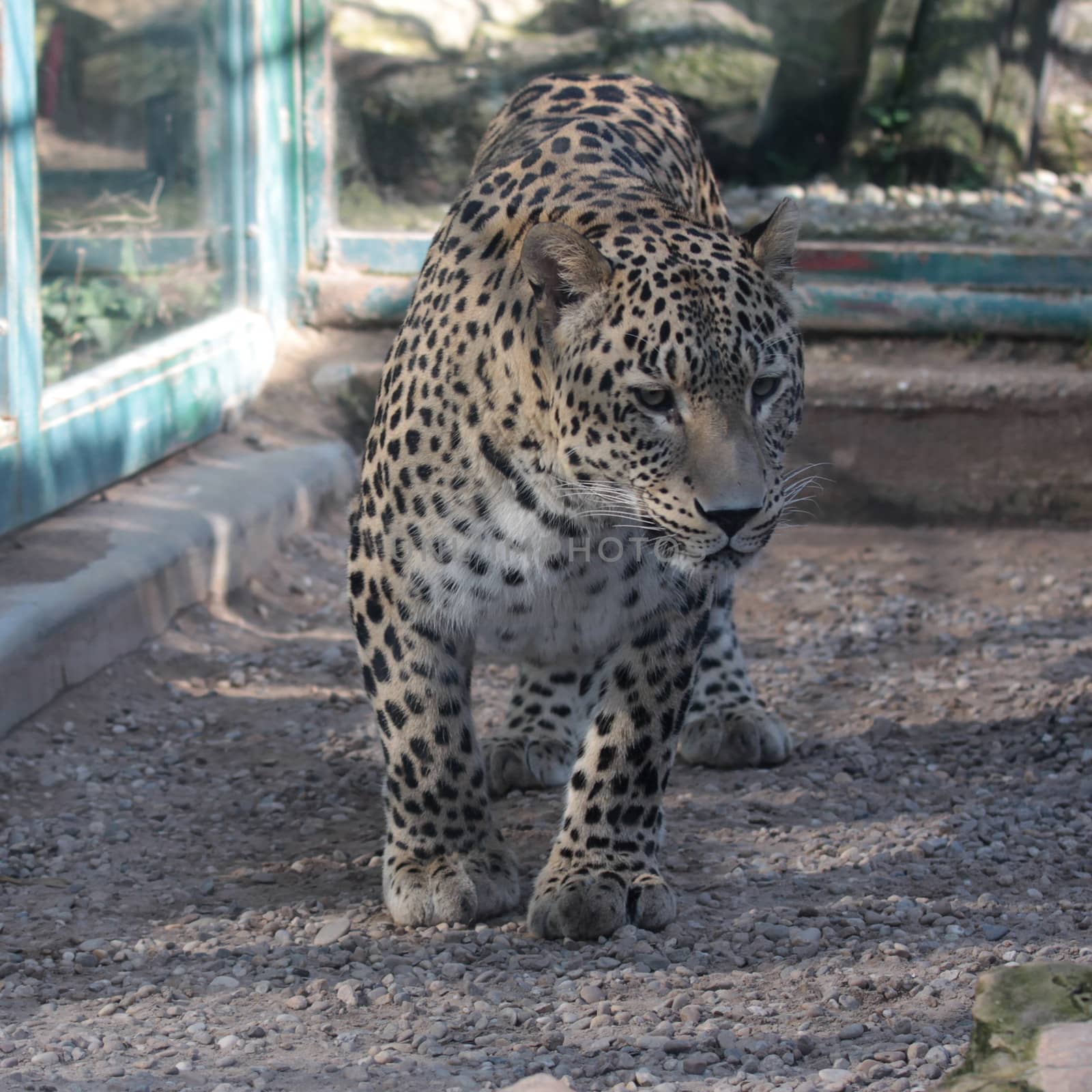 Leopard in zoo passes through cage