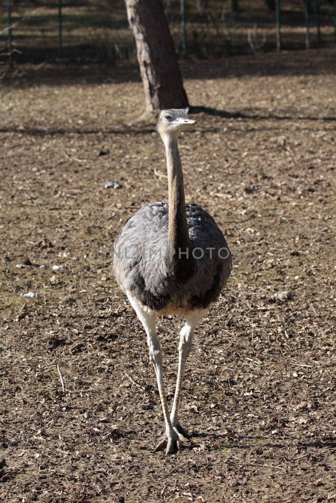 Emu walks in its area at the zoo