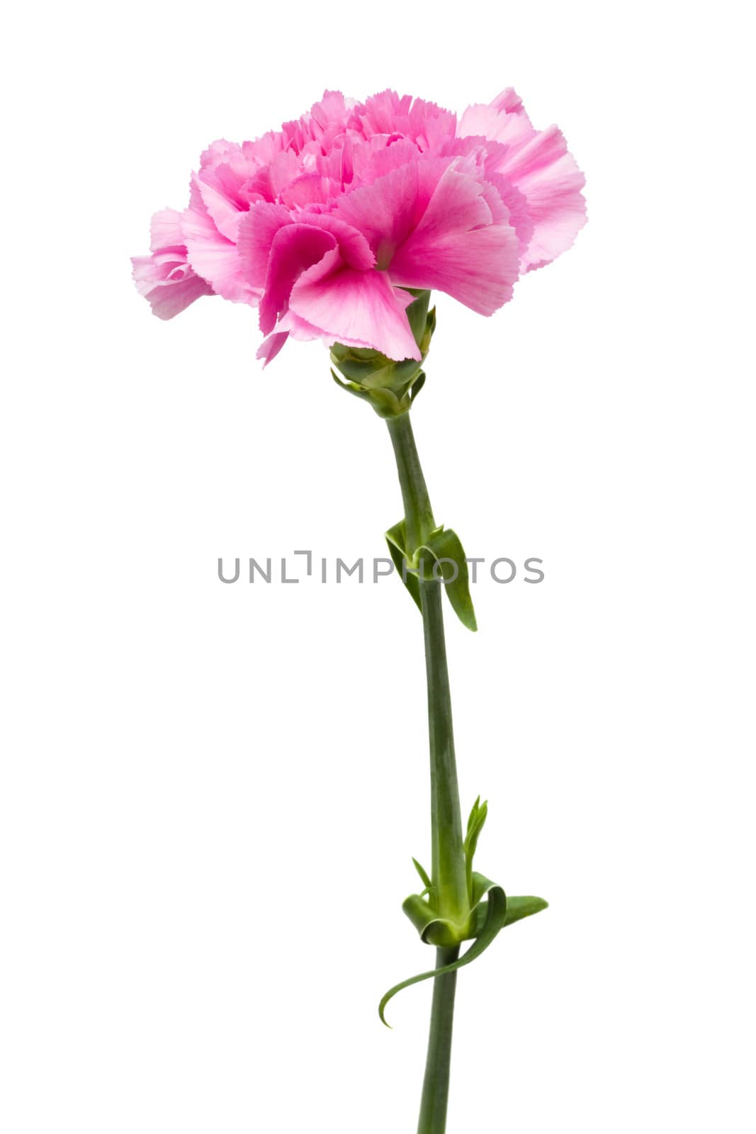 Beautiful pink flower on a white background