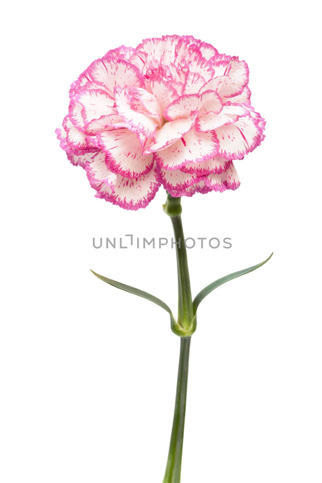 Beautiful pink flower on a white background