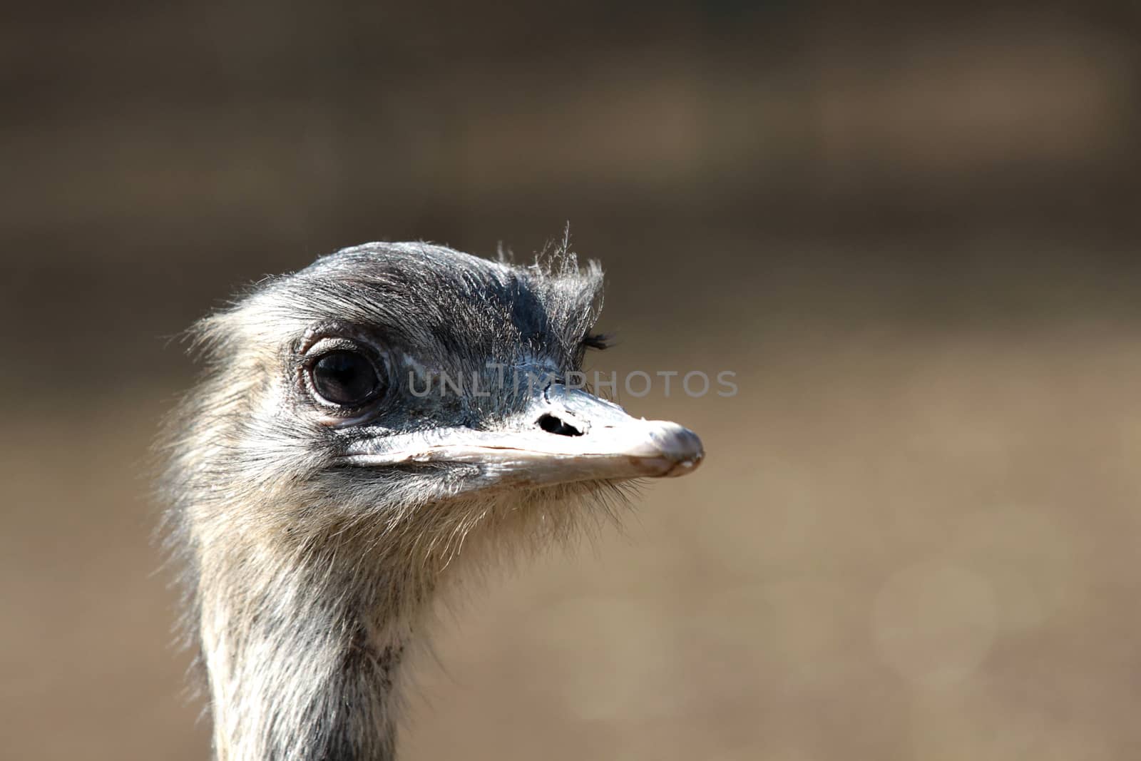 Closeup portrait of emu head on blur background