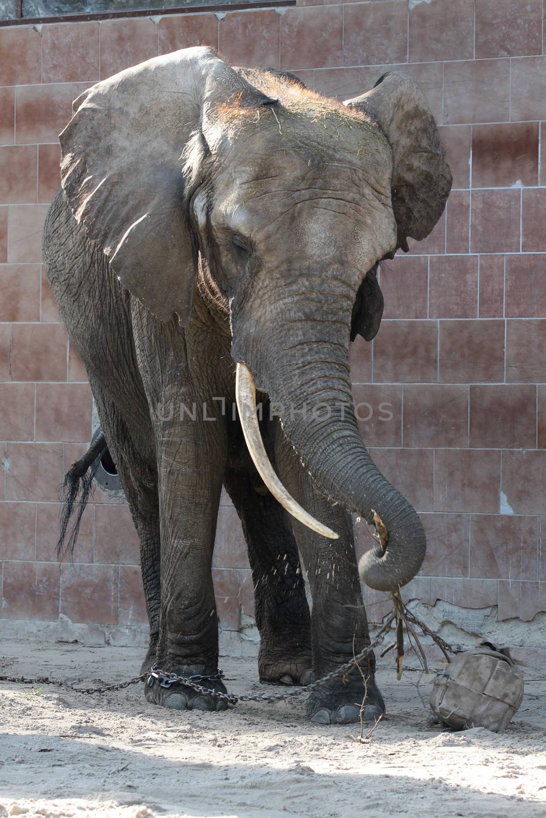 African elephant guzzles wood in its area at the zoo