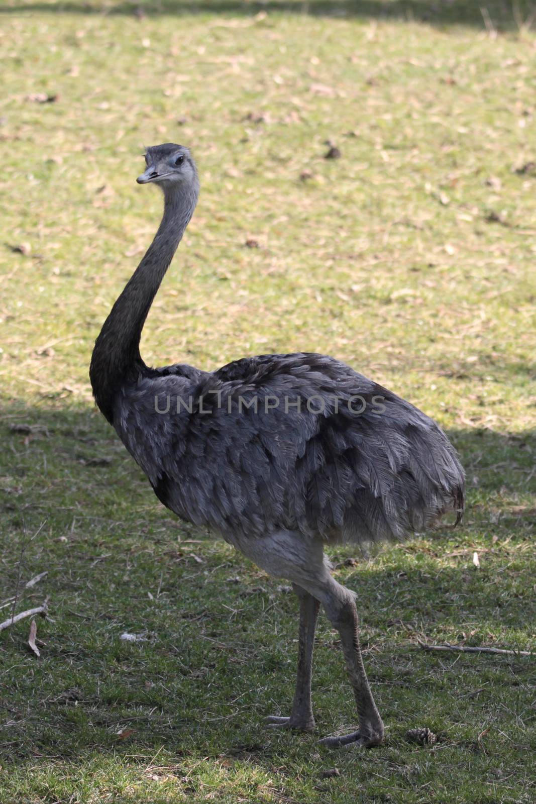 Emu walks in its area at the zoo