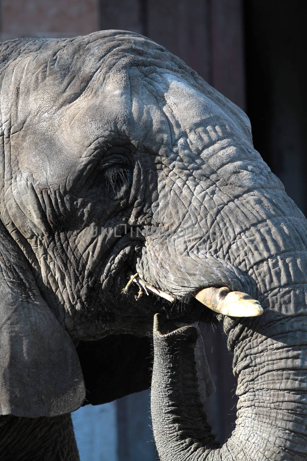 African elephant guzzles wood close-up portrait